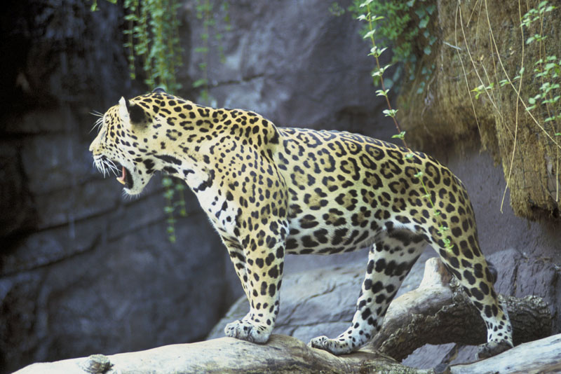 Jaguar Diet In Zoom