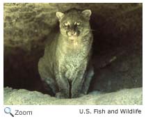 Jaguarundi
