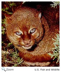 Jaguarundi