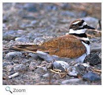 Killdeer