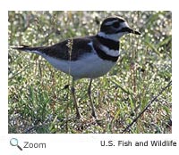 Killdeer