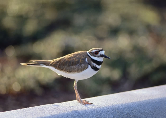 Killdeer Charadrius vociferus Wildlife Journal Junior