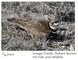 killdeer charadrius vociferus