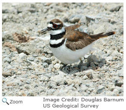 Killdeer