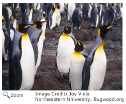 King Penguins