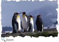king penguins