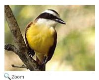 Great Kiskadee