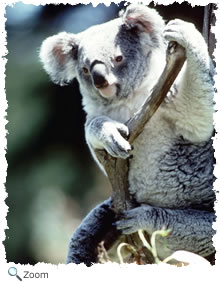 koala