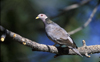 band-tailed pigeon