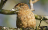 Barred Puffbird