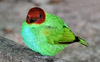 Bay-headed Tanager