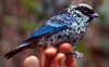 beryl-spangled tanager