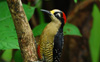 Black-cheeked Woodpecker