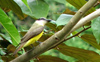 Boat-billed Flycatcher 