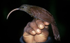 Brown-billed Scythebill