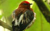 Club-winged Manakin 