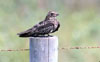 Common Nighthawk