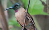 Fawn-breasted Brilliant 