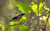 Fawn-breasted Tanager 