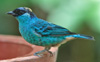 Golden-naped Tanager 