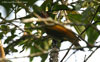 Golden-olive Woodpecker