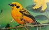 Golden Tanager