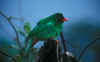 Grass Green Tanager