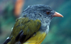 gray-headed bush tanager