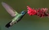 Green Violetear