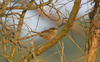 House Wren