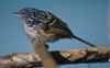 Long-tailed Antbird 