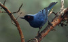 Masked Flowerpiercer