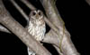 Mottled Owl