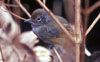 Plain Antvireo 