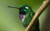 Purple-bibbed Whitetip 