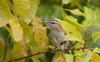 Red-eyed Vireo 