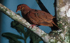 Ruddy Quail-dove