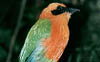 Rufous Motmot