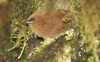 Rufous Wren