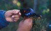 Scarlet Bellied Mountain Tanager