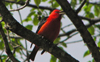 Scarlet Tanager