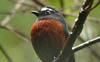 Slaty-backed Chat-Tyrant 