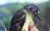 Slaty-capped Flycatcher 