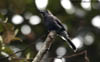 Smoke-colored Pewee 