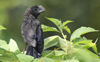 Smooth-billed Ani