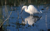 Snowy Egret