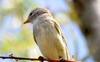 Broad-winged Hawk