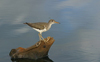 Spotted Sandpiper