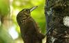 Spotted Woodcreeper