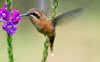 Stripe-throated Hermit